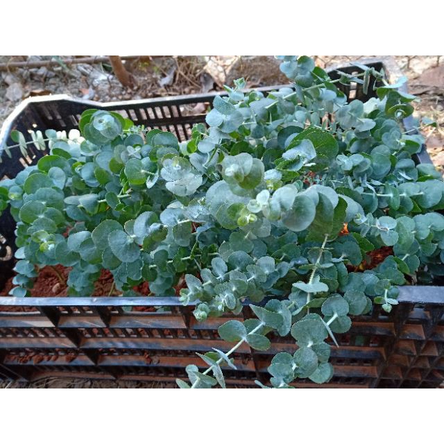 Chậu cây Khuynh Diệp - Đô La Bạc - Bạch Đằng cảnh - SilverDollar Tree - Eucalyptus cinerea