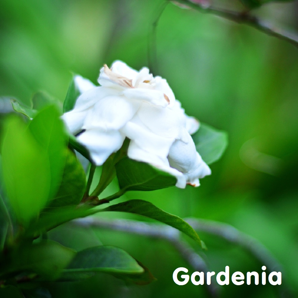 Tinh dầu hoa Dành Dành Gardenia Essential Oil