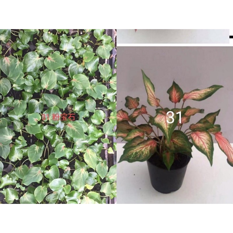 Cây giống môn thiên nga