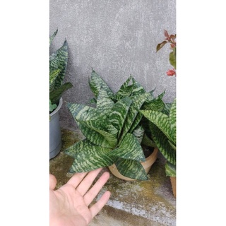 Cây lưỡi hổ xanh giống lùn
