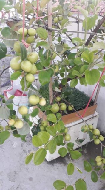 Combo 2 cây giống táo thái trồng chậu
