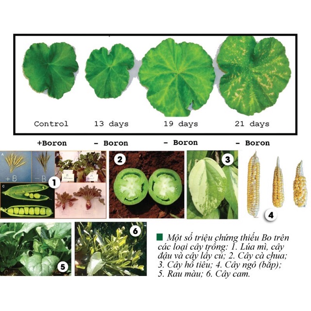 [HÀ NỘI] Phân bón vi lượng Chelate, Chống xoăn - cháy - vàng lá, Hỗ trợ cây còi cọc - nghẹt rễ &amp; chiết ghép nhánh cành