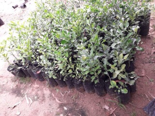 Cây chanh thái( cây chúc hấp gà)