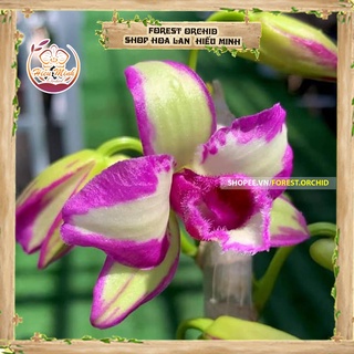 Hoa Lan đột biến Phi Điệp Tím, 5 cánh trắng kei năm 2, Phong lan rừng Tây Bắc, Lào, Cây Giống Giá Rẻ