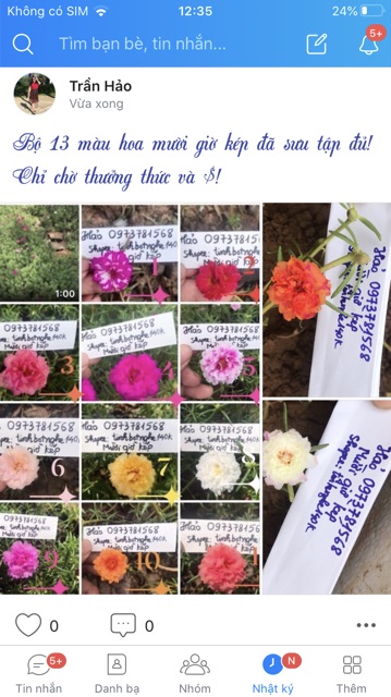 Cành hoa 10h màu mới và sam kép