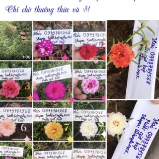 10 Cành hoa 10h màu mới và sam kép