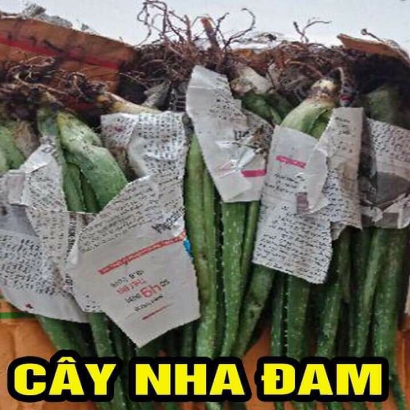 Cây  giống nha đam lô hội cây cao 30cm_35cm mua 10 cây tặng 1 cây