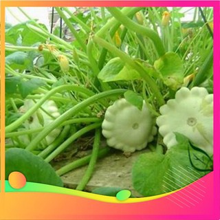 Hạt Giống Bí Đĩa Bay - 10 Hạt VIETGAR