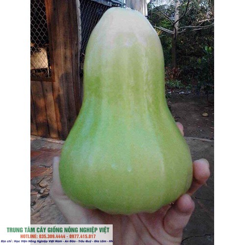 Cây giống Roi Xanh