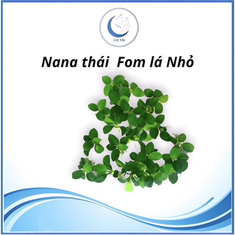 Nana Thái fom lá nhỏ