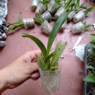 Hoa phong lan vũ nữ bạch tiên