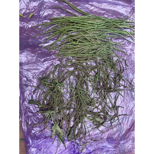 Mã Đề Tươi, Mọc Tự Nhiên Sạch 100% ☘️☘️☘️