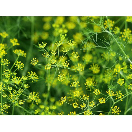 Hạt giống thì là  tứ quý 5gr HN