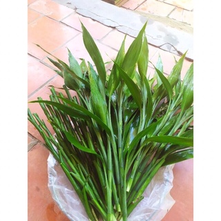 Combo 10 cành cây phát lộc