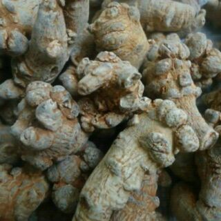 củ tam thất bắc 9 củ 1lang