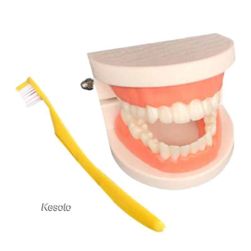 Teeth Model Brushing Tooth Teeth Simulation Toys for Teaching Toddlers Kids