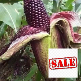 Gói 30 hạt giống ngô tím sale