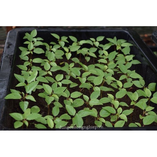 Hạt Giống Rau Đay Đỏ 20gram - Dễ Trồng, Nhiều Dinh Dưỡng