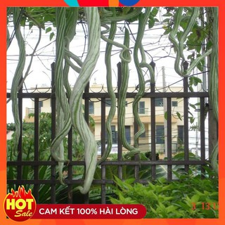 Hạt giống quả Mướp Rắn Mướp Nhật Dài ( gói 05 hạt)