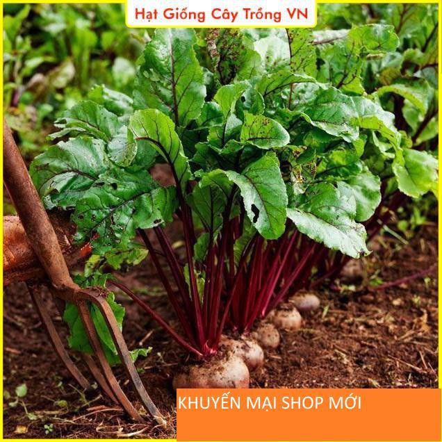 Hạt giống Củ Dền Đỏ Dễ Trồng - Gói 5 Gram khuyến mại shop mới