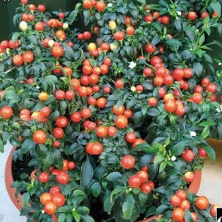 Hạt giống Ớt kiểng quả tròn - 1 gói 30 hạt