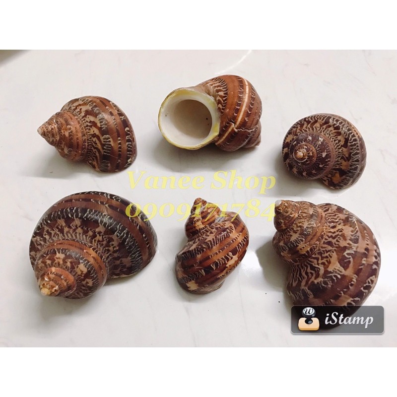 Vỏ ốc xà cừ đỏ