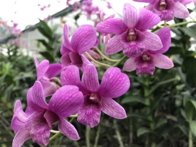 Lan denro nhiều màu