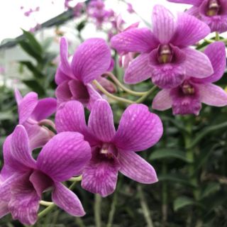 Lan denro nhiều màu(Loại cây giống )