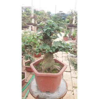 Sung bonsai