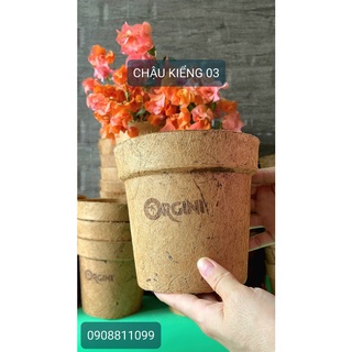 CHẬU XƠ DỪA ORGINI - Chậu kiểng 03: cao 15, đỉnh 16, đáy 11