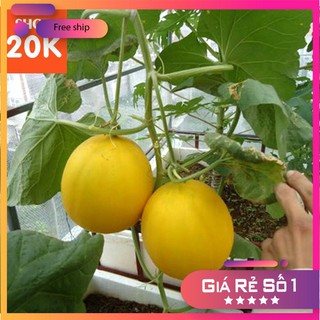 Hạt giống Dưa lê