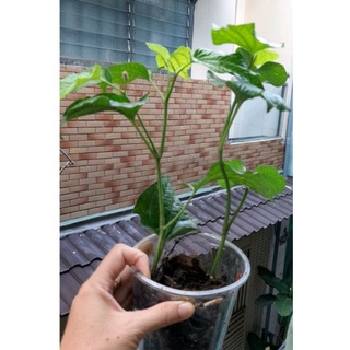 8 Cây giống lá lốt