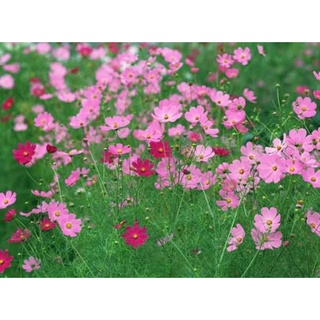 300 Hạt giống hoa Cúc sao nhai mix đơn tặng kích mầm