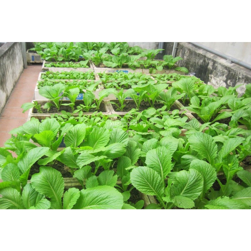 Hạt giống cải bẹ mào gà cao sản F1