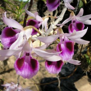 Phi điệp (giả hạc) cây giống