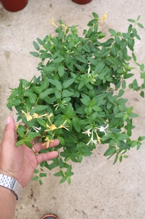 Cây Kim Ngân Hoa