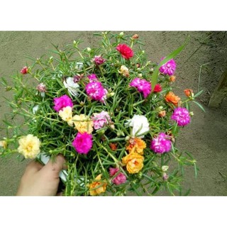 Hoa Mười Giờ Chậu Nhựa