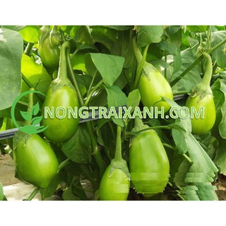 150h - hạt giống cà xanh tròn quả to
