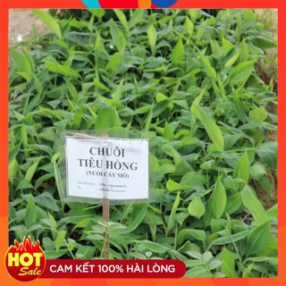 Cây Giống Chuối Tiêu Hồng Cấy Mô ( Combo 5 Cây ) Năng Suất Cao Sạch Sâu Bệnh
