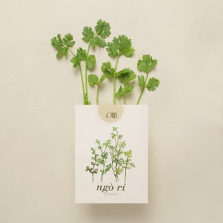 Hạt giống non-GMO - Ngò Rí (Rau Mùi) | non-GMO seed Coriander
