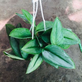 Trầu bà ngọc trai mini