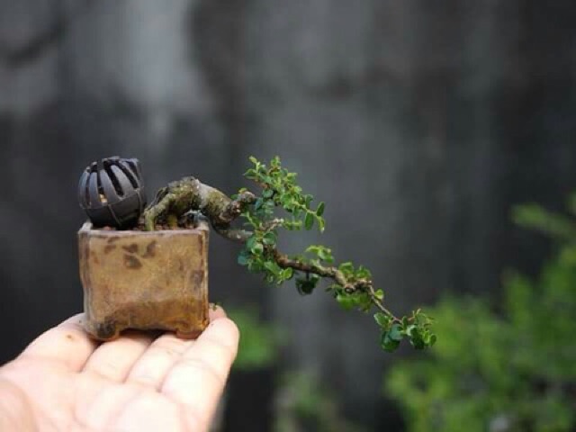 Sọt Cúc nhựa— đựng phân tan chậm cắm xuống đất