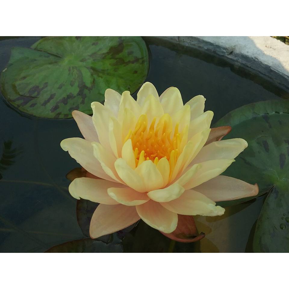 Cây hoa súng thái lan màu vàng cánh sen MangKaLa Ubol - K-01