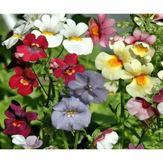 Hạt Giống Hoa Nemesia
