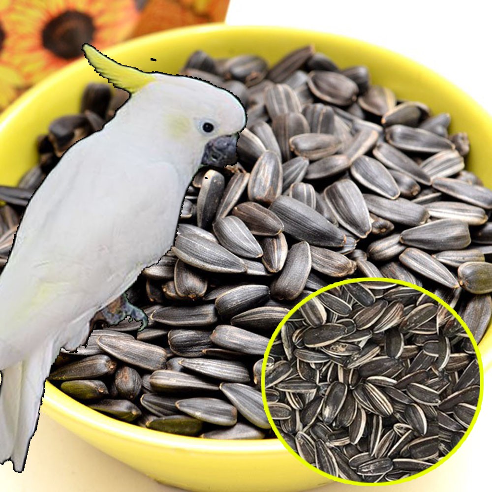 1kg Hướng Dương Hạt To Cho Hamster-Rat-Đuôi Mập-Chim-Vẹt