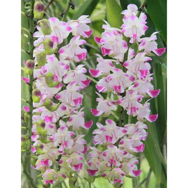 Lan Cửu Bảo Tiên