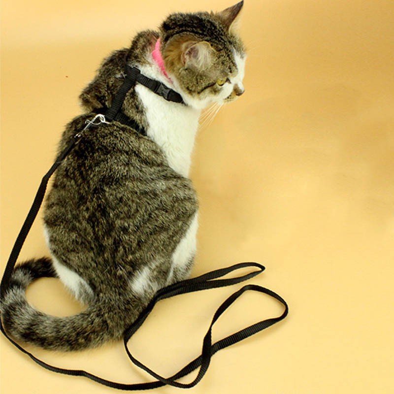 Dây đeo cổ chó mèo dễ điều chỉnh độ dài - ảnh sản phẩm 5