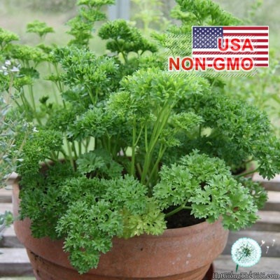 2Gr Hạt Giống Ngò Tây Parsley Siêu Xoắn Triple (B3.105| C25*X31)