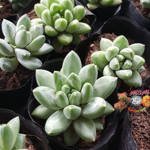 Combo 03 sen đá Kim cương trắng- Hàng thuần, siêu dễ trồng, LỖI 1 ĐỔI 1