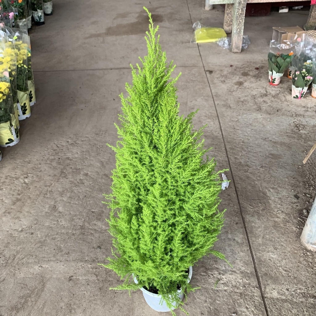 Cây tùng thơm noel, cây tùng thông tỏa hương thơm đuổi côn trùng, trang trí nội thất và decor cừa hàng